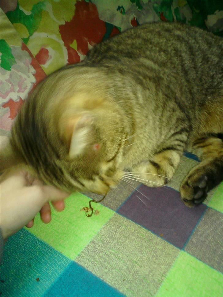 Huskat Chilla RIP - Snorkedyret igen.. billede 7