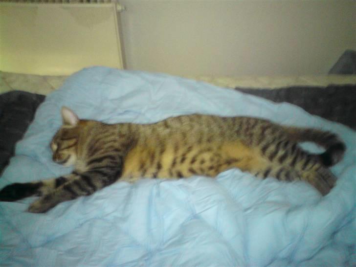 Huskat Chilla RIP - Elsker at fylde.. ZzzZzz billede 8