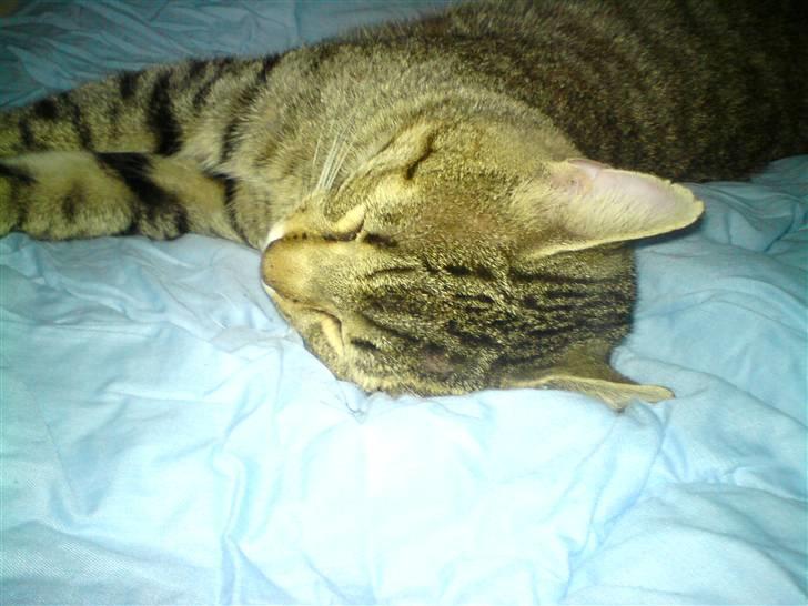 Huskat Chilla RIP - Godt med en Lur...  billede 9