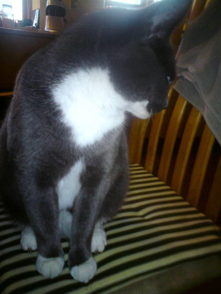 Huskat Pjokke *RIP* - Fjern det kamera! :P billede 3