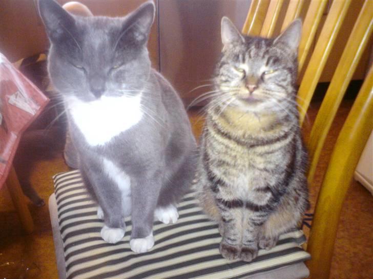 Huskat Pjokke *RIP* - Pjokke & LilleMis <3 billede 4