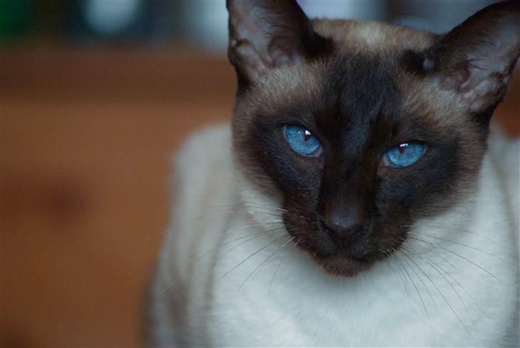 Siameser Felix billede 1