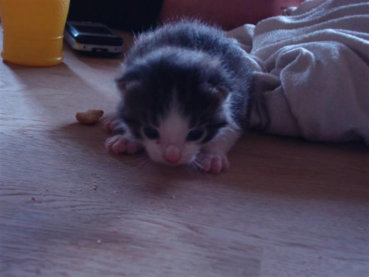 Blanding af racer Blue eyes' mister grey billede 1