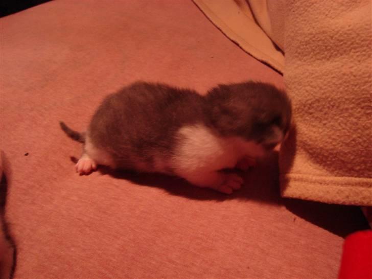 Blanding af racer Blue eyes' mister grey billede 2