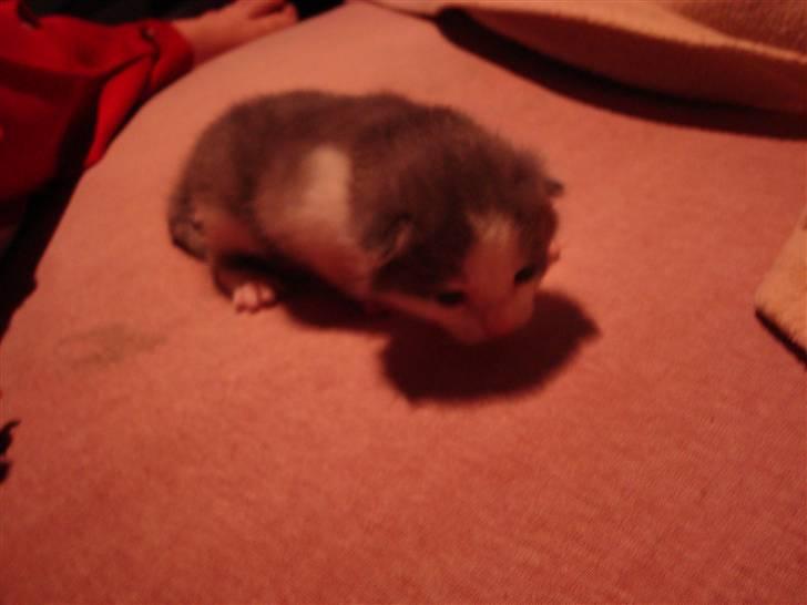 Blanding af racer Blue eyes' mister grey billede 3