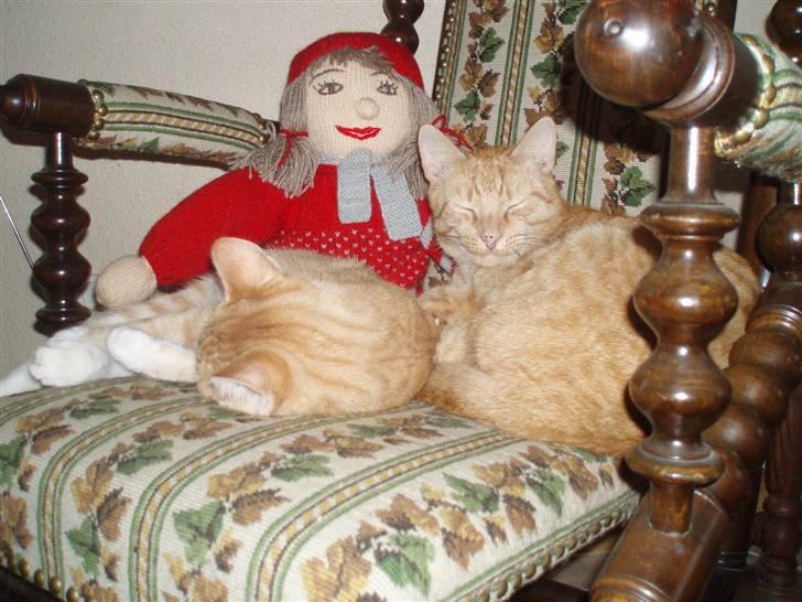 Huskat Lucky billede 8