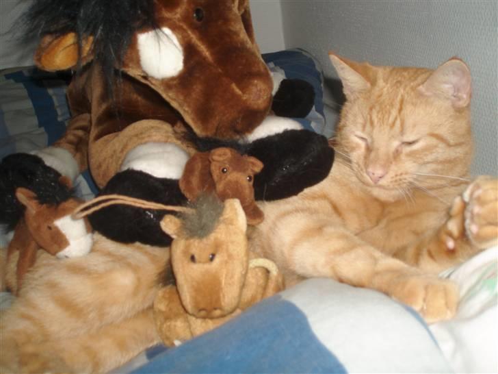 Huskat Lucky billede 9