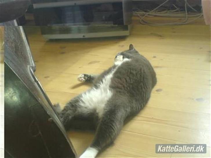 Blanding af racer Midde Død :'( R.I.P! billede 10