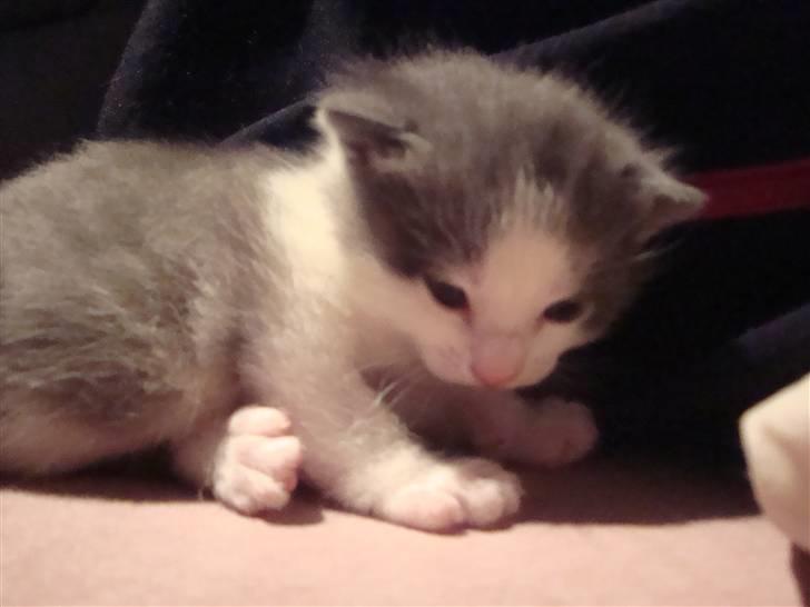 Blanding af racer Blue eyes' mister grey billede 4