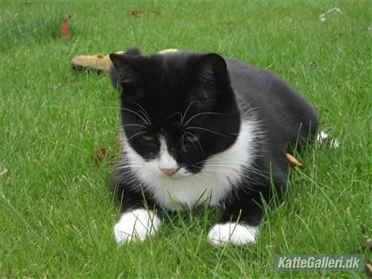 Blanding af racer Thor billede 1