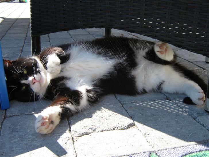 Blanding af racer Thor billede 2