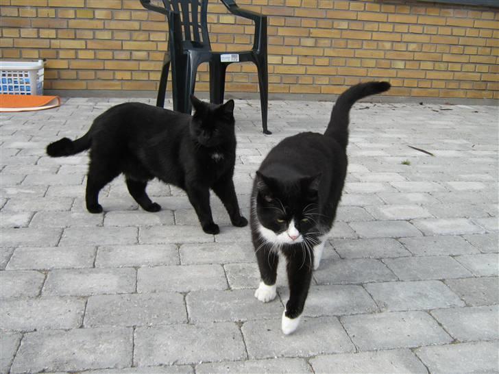 Blanding af racer Thor billede 3