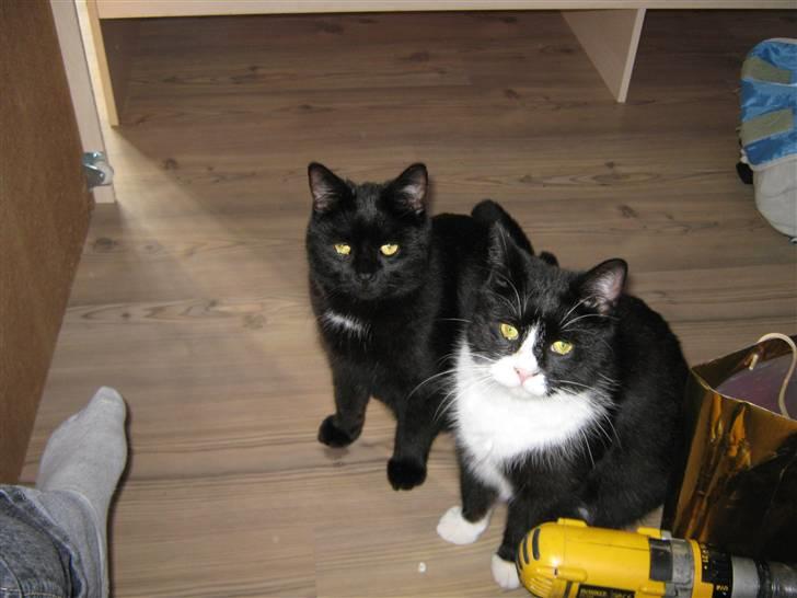 Blanding af racer Thor billede 4