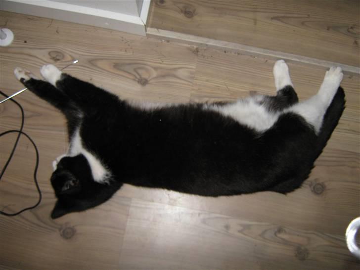 Blanding af racer Thor billede 5