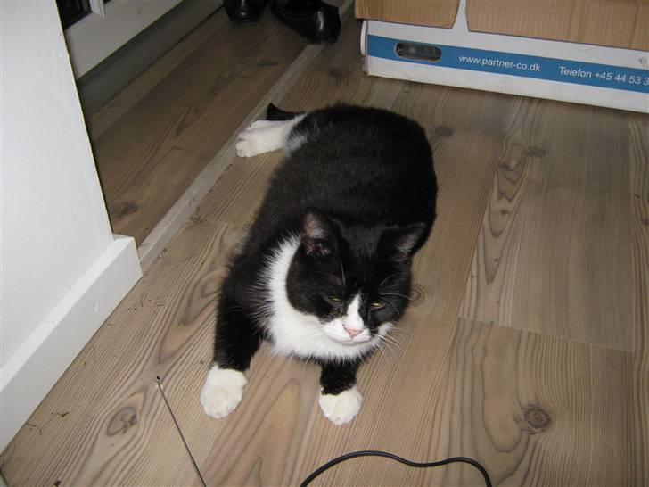 Blanding af racer Thor billede 6