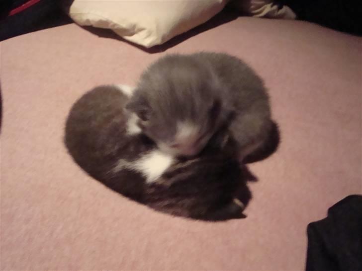 Blanding af racer Blue eyes' mister grey - haha ! nu har jeg dig storesøs! :D billede 6