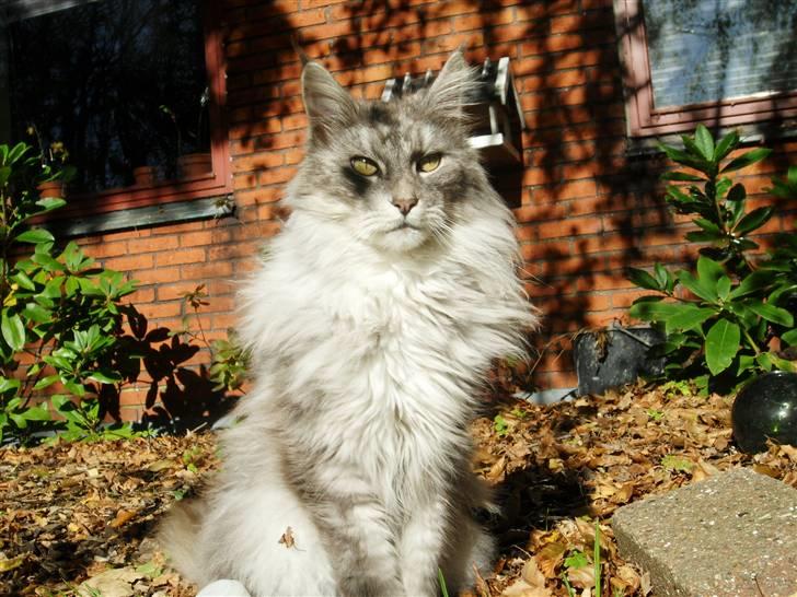 Maine Coon Pjuske billede 1