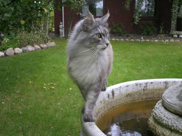 Maine Coon Pjuske billede 2