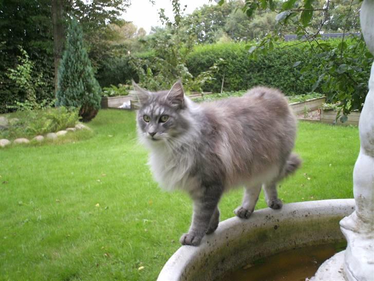 Maine Coon Pjuske billede 3