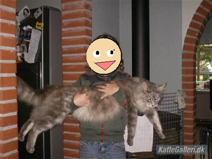 Maine Coon Pjuske - mig og min kat for 5 år siden  billede 4