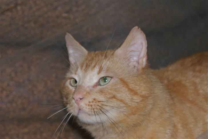 Blanding af racer Garfield <3 billede 1