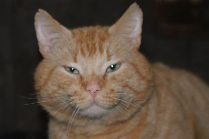 Blanding af racer Garfield <3 billede 2