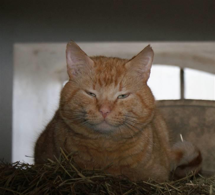 Blanding af racer Garfield <3 billede 3