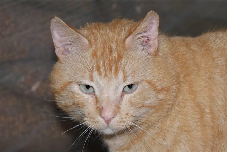 Blanding af racer Garfield <3 billede 4