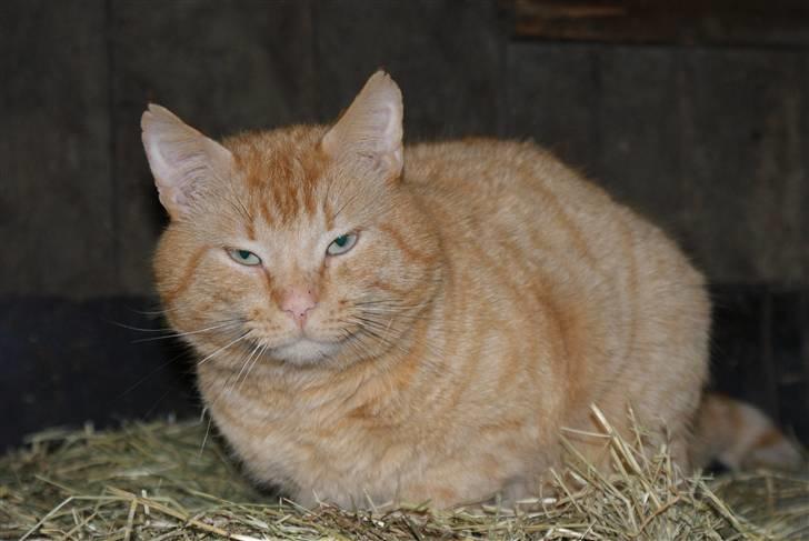 Blanding af racer Garfield <3 billede 5