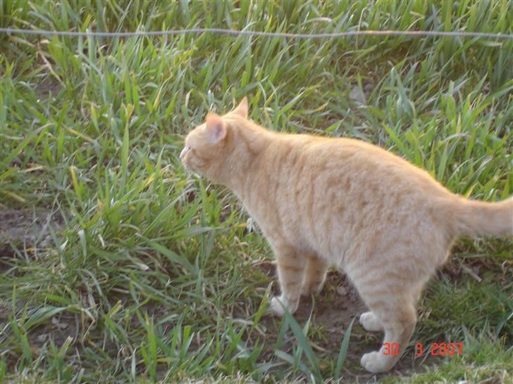 Blanding af racer Garfield <3 billede 6