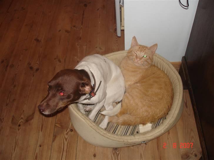 Blanding af racer Garfield <3 billede 7