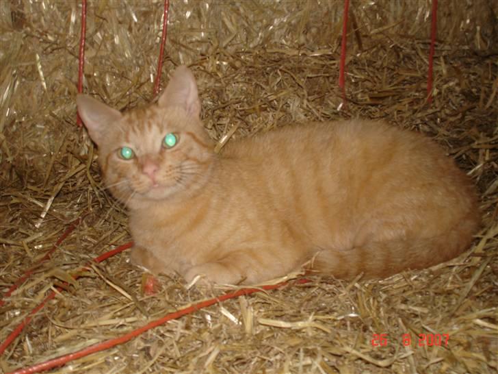 Blanding af racer Garfield <3 billede 8