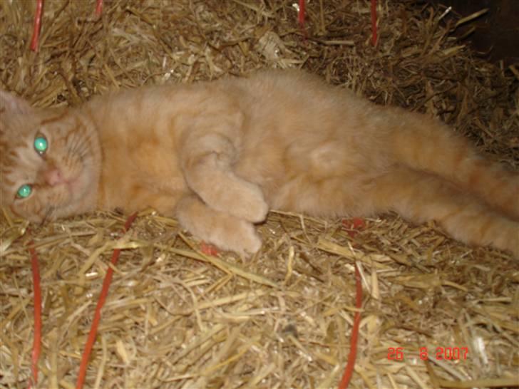 Blanding af racer Garfield <3 billede 9