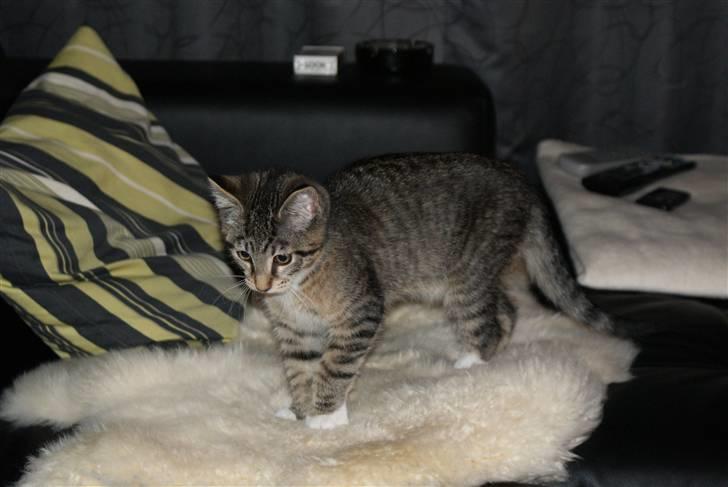 Blanding af racer Joey billede 14