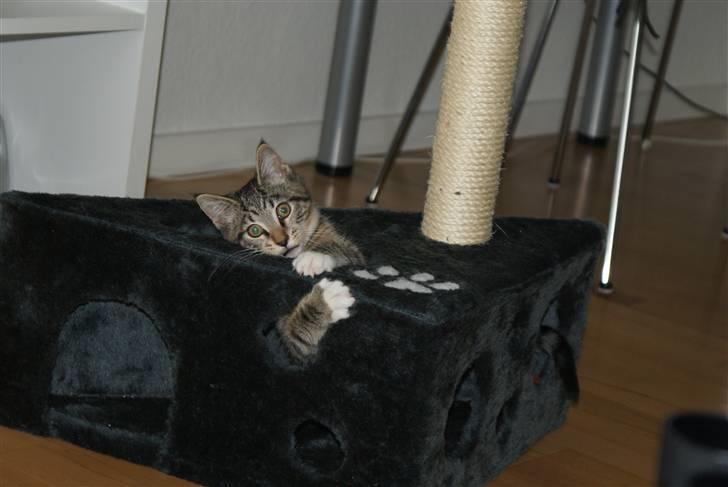 Blanding af racer Joey billede 15