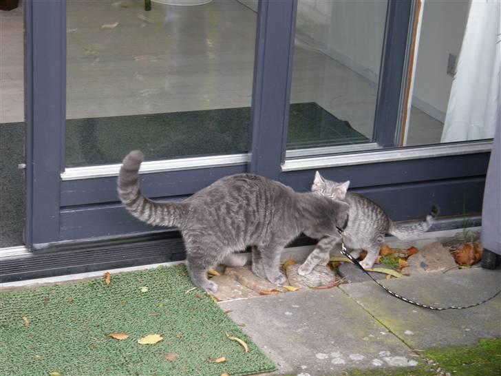 Huskat Victor - Victor udenfor første gang!!!:) billede 1