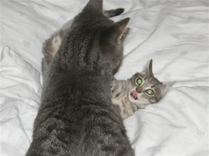 Huskat Victor - Victor leger billede 2