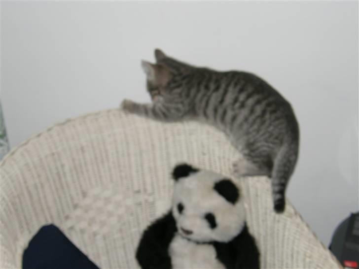 Huskat Victor - Victor<333 billede 3