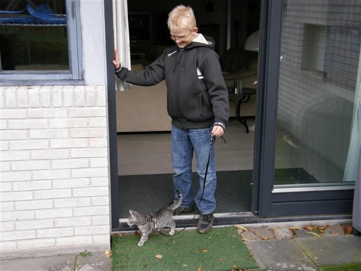 Huskat Victor - Victor udenfor første gang, derfor i sele<333 billede 4