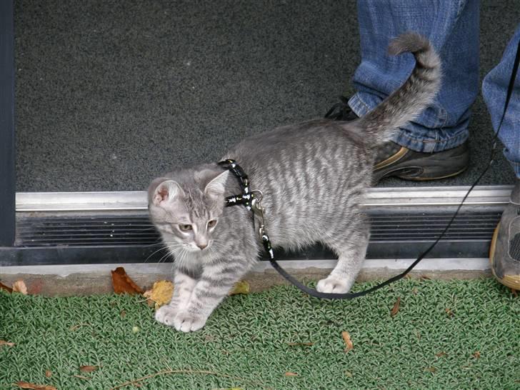 Huskat Victor - Lille Victor billede 5