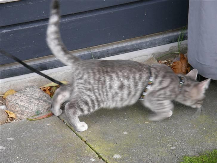 Huskat Victor - Victor ude og undersøge vores have:) billede 6