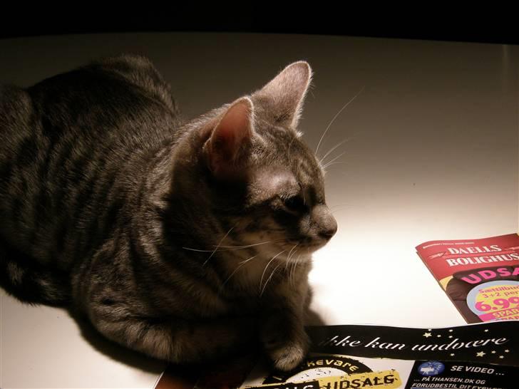 Huskat Victor - Victor ligger under lampen på vores bord<333 billede 7