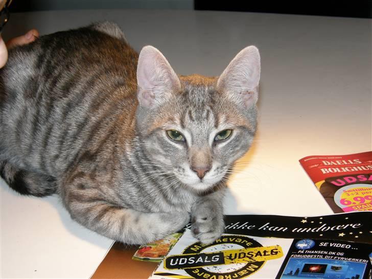 Huskat Victor - Lille trætte Victor<333 billede 8