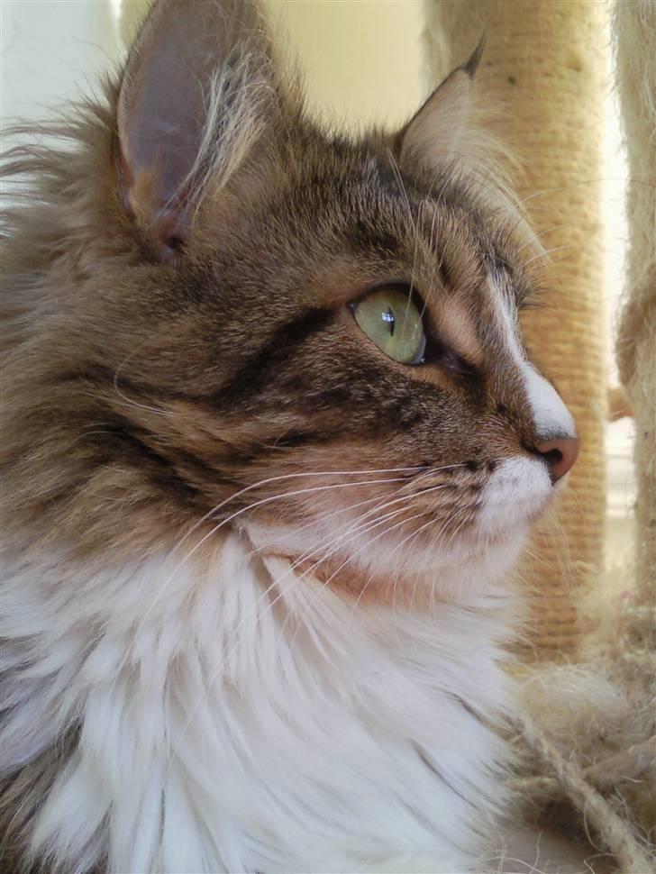 Maine Coon Melanie billede 1