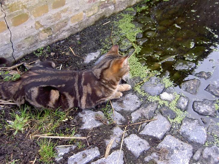 Blanding af racer Bettemis billede 1