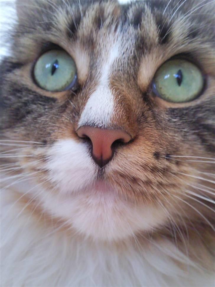 Maine Coon Melanie billede 2