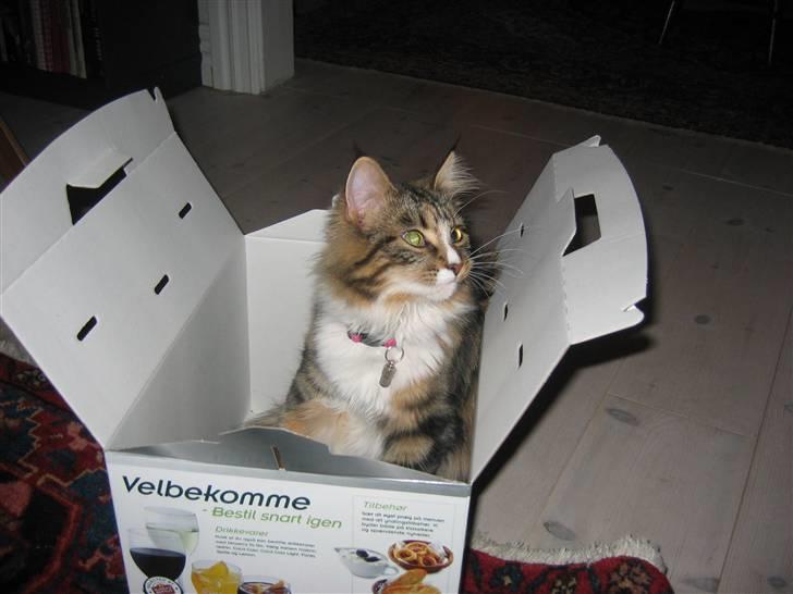 Maine Coon Melanie billede 3