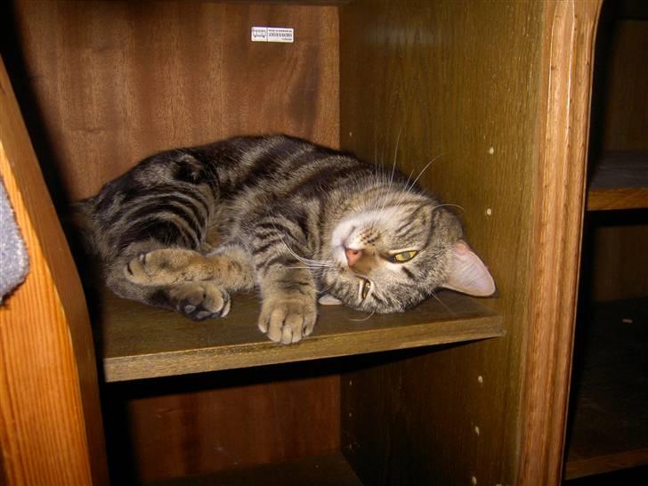 Blanding af racer Bettemis billede 2