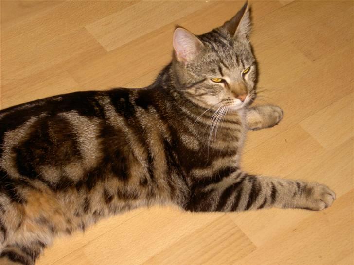 Blanding af racer Bettemis billede 3