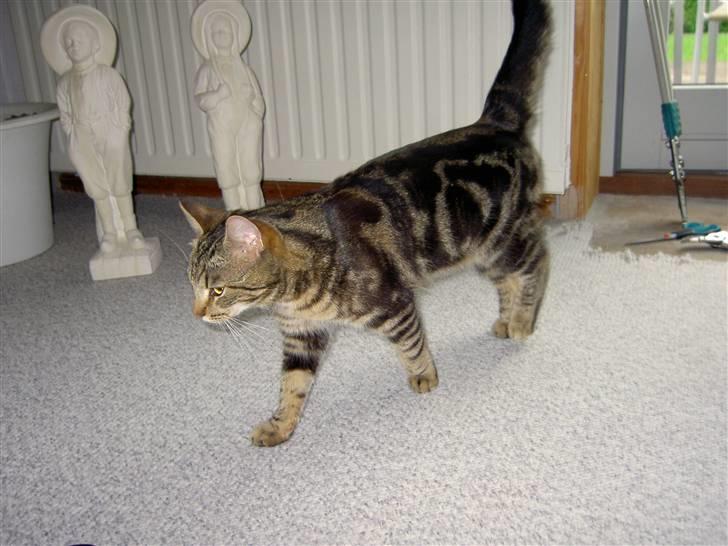 Blanding af racer Bettemis - På vej hen til madskålen :) billede 4